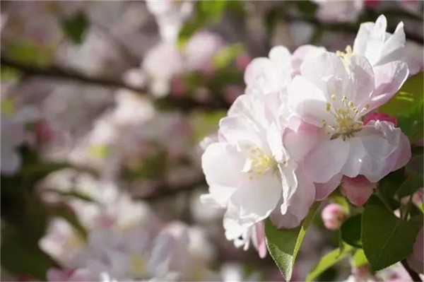 TJU Crabapple Festival welcomes over 30,000 visitors