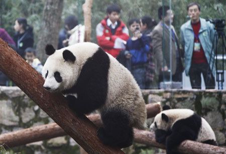 Shanghai Expo giant pandas meet with public