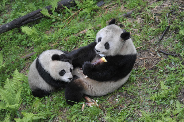 Pandas set to take a walk on the wild side