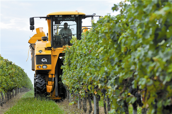 From vineyards of Bordeaux to Chinese cellars