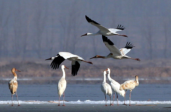 White Crane dance takes flight