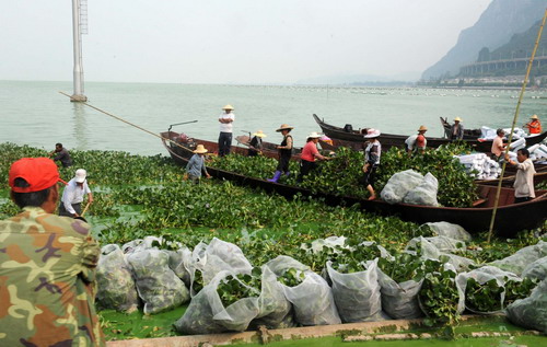 'Lake killer' introduced to heal Dianchi Lake