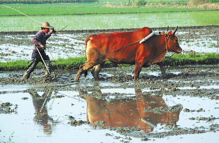 Major farmland reform mulled before CPC meeting