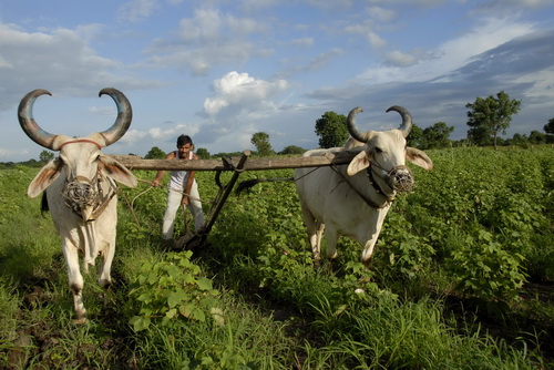 India may lift curbs on cotton exports to China