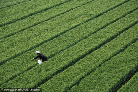 China realizes 8th summer grain harvest