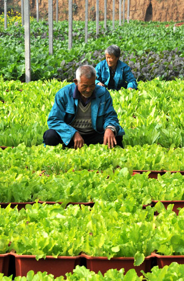 Potted vegetable, consumers' new favorite