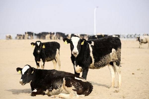 Kiwi cows arrive in Ningxia