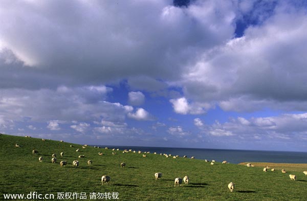 NZ lamb goes to pot in China