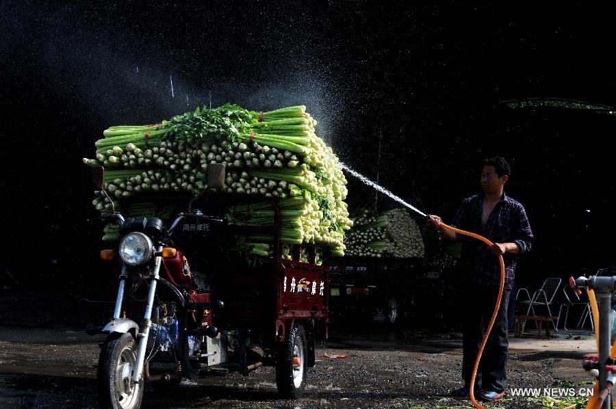 Celery crop concerns stalk Henan farmers