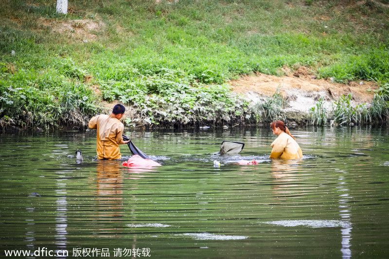 Beijing wiggler catchers thrive in summer