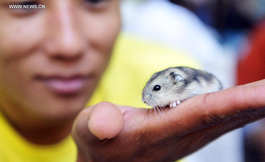 Cute pets at agricultural fair in Changchun