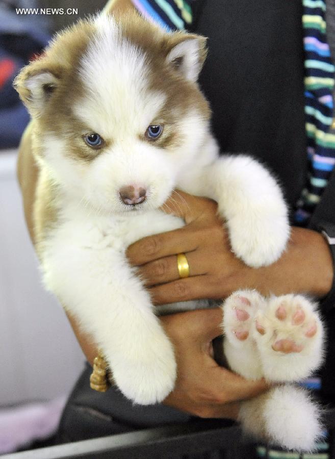 Cute pets at agricultural fair in Changchun