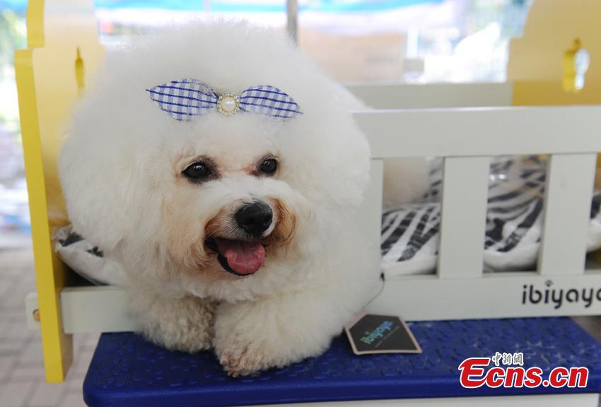 Cute pets at agricultural fair in Changchun