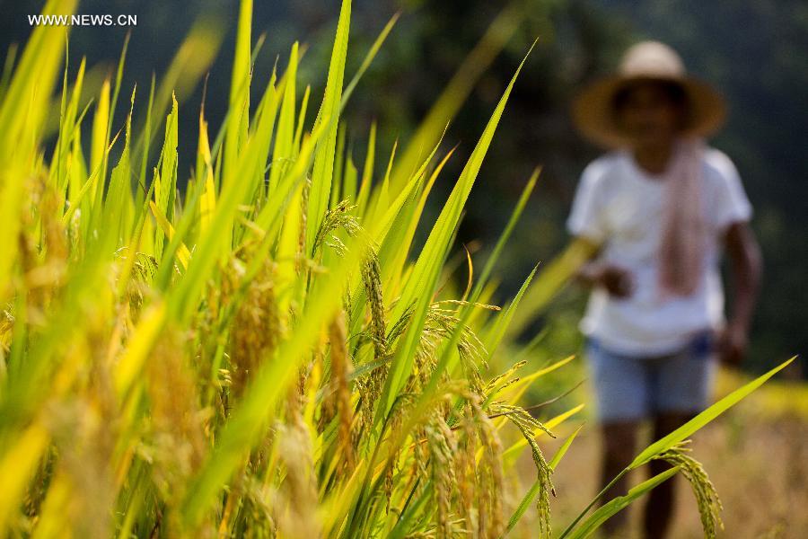 Paddyfields in E China enter into harvest season