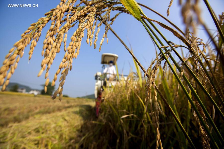 Paddyfields in E China enter into harvest season