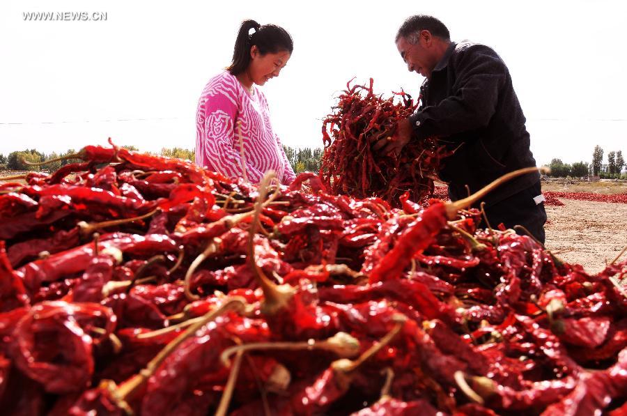 Harvest season for Chinese farmers