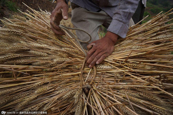 Harvest time in Henan province