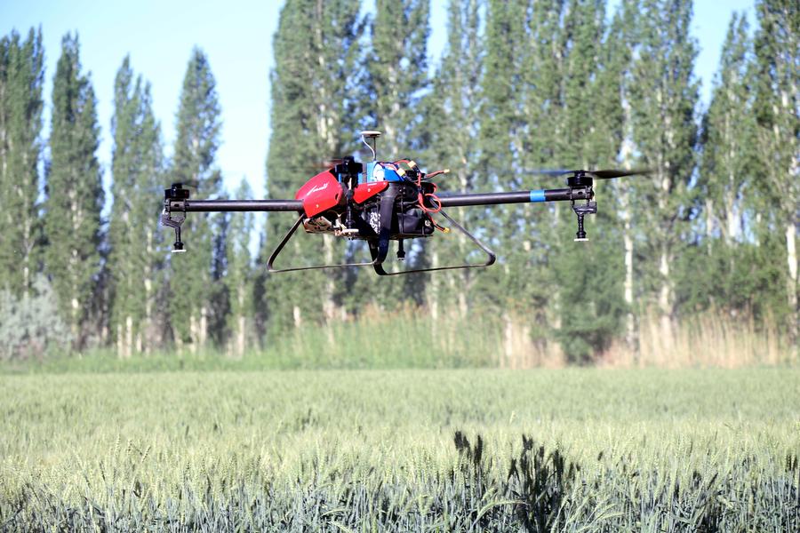 Drones fly over wheat field to spray insecticide