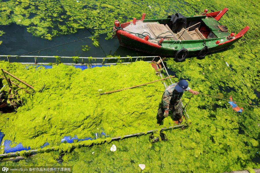 Fishermen who clean enteromorpha