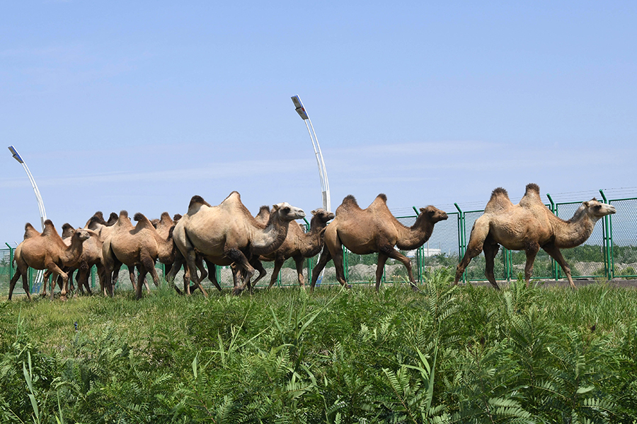 Alataw Pass: Largest land port on Kazakhstan border in China's Xinjiang