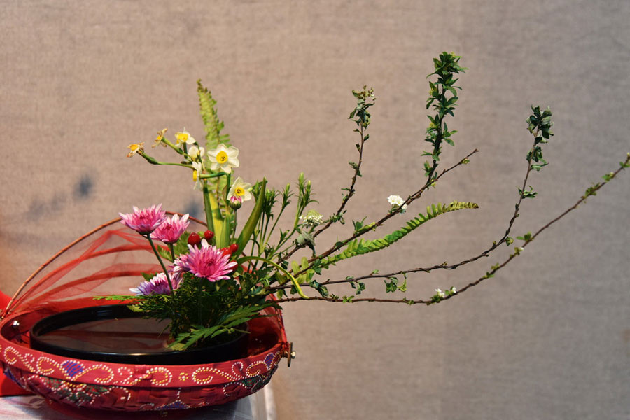 Oddly-shaped daffodil bonsai catches eyes in Shenzhen