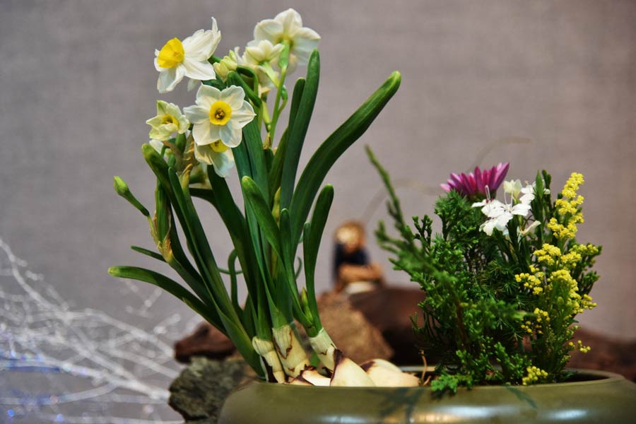 Oddly-shaped daffodil bonsai catches eyes in Shenzhen