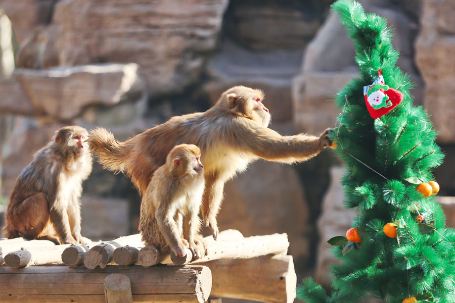 Monkeys enjoy Christmas feast in Zhengzhou