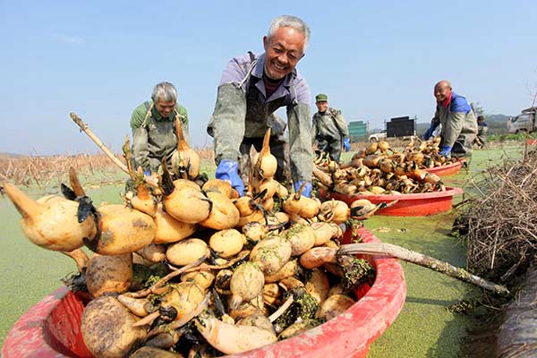 Agricultural reform key to China's prosperity