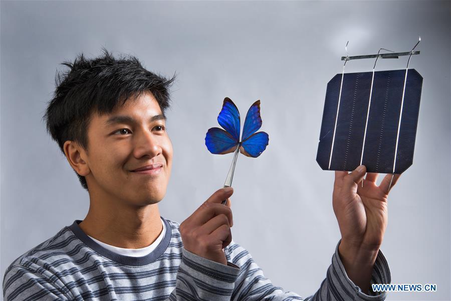 Butterfly wings to inspire new solar power technology