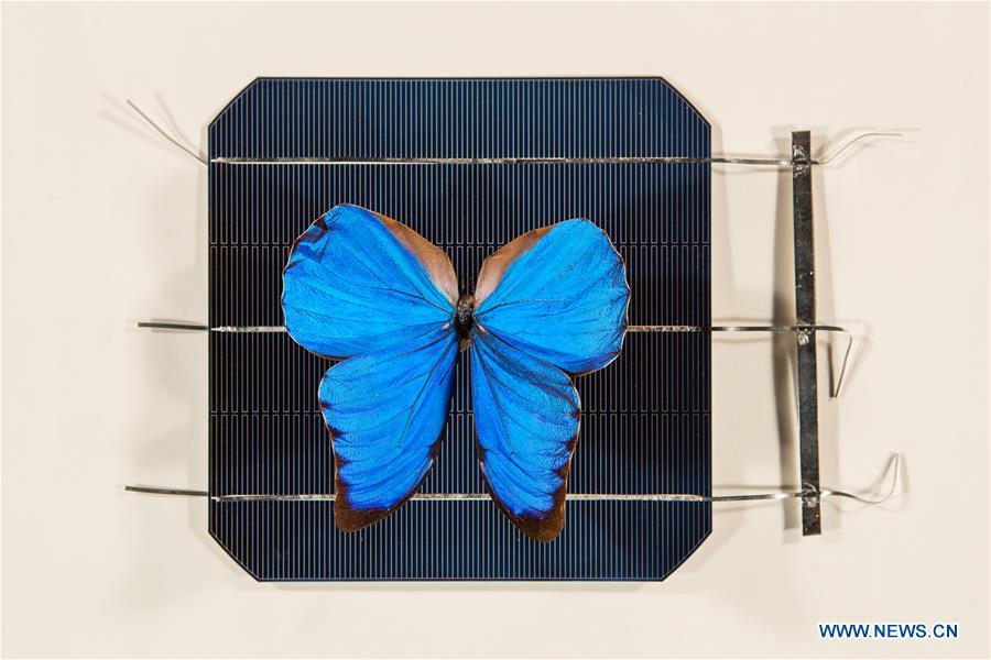 Butterfly wings to inspire new solar power technology