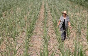 China produces slightly less early rice in 2014