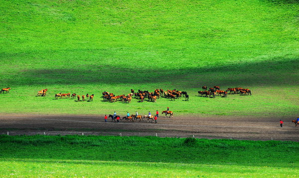 Visitors flock to grassland for summer vacation