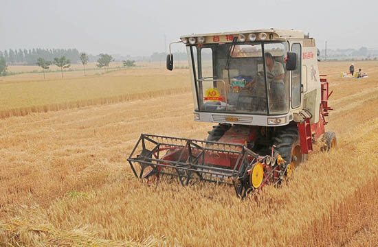 Chinese farmers reaping a harvest