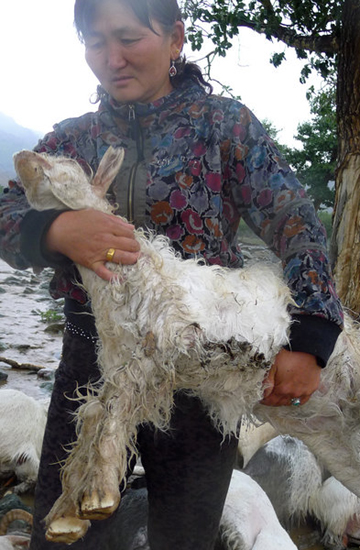 Lightning killed 173 sheep in Xinjiang