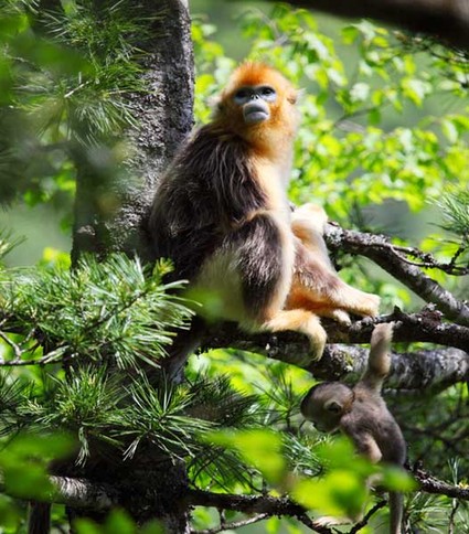 Tourists hit trail of blossoming forests