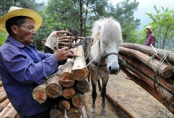 Horse couriers disappearing in Naqi village