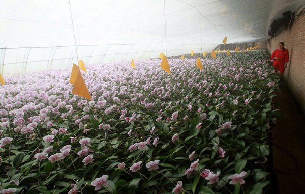 Slump in moth orchid holiday sales