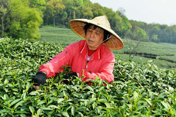 Tea picking season arrives