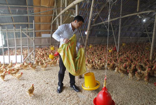 Poultry industry under pressure