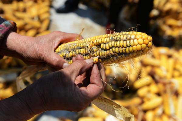 Rain, snow may eat into grain harvest