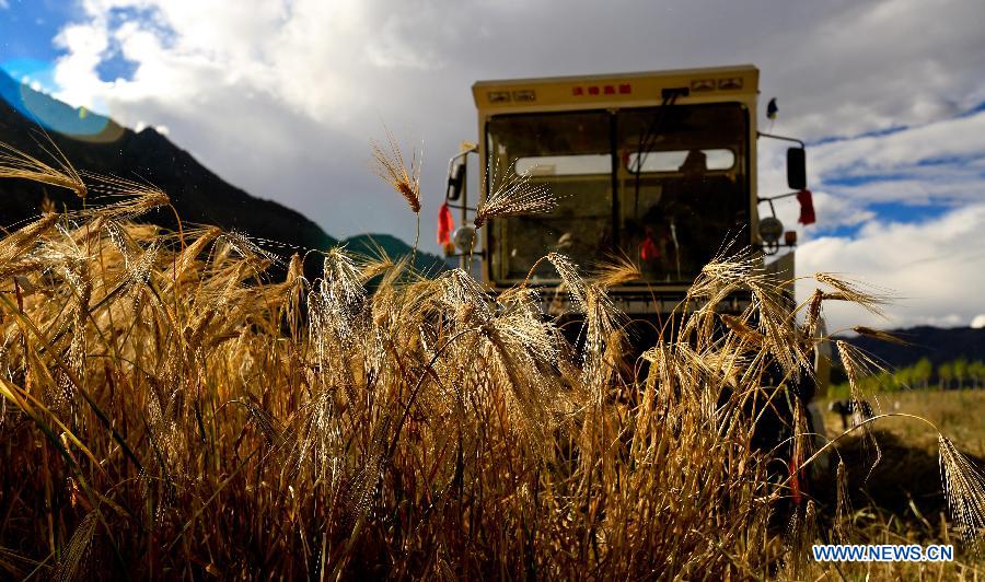 Tibet expected to witness bumper harvest