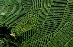 White tea enters tea picking season in east China