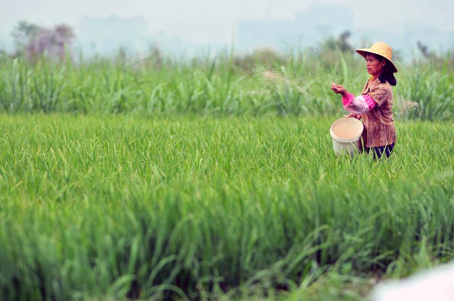 Chinese farmers busy with farming as summer comes