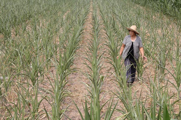 Corn futures prices skyrocket to 3-year high