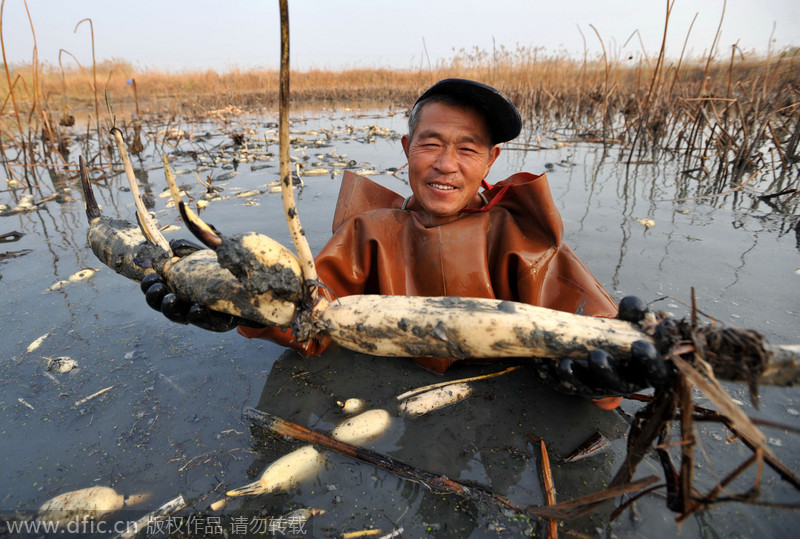 Qingdao grows lotus roots in fishpond