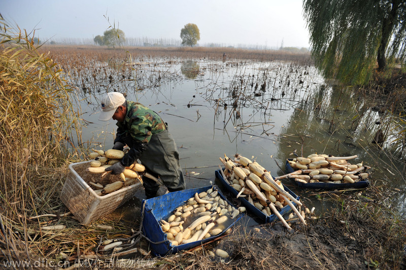 Qingdao grows lotus roots in fishpond