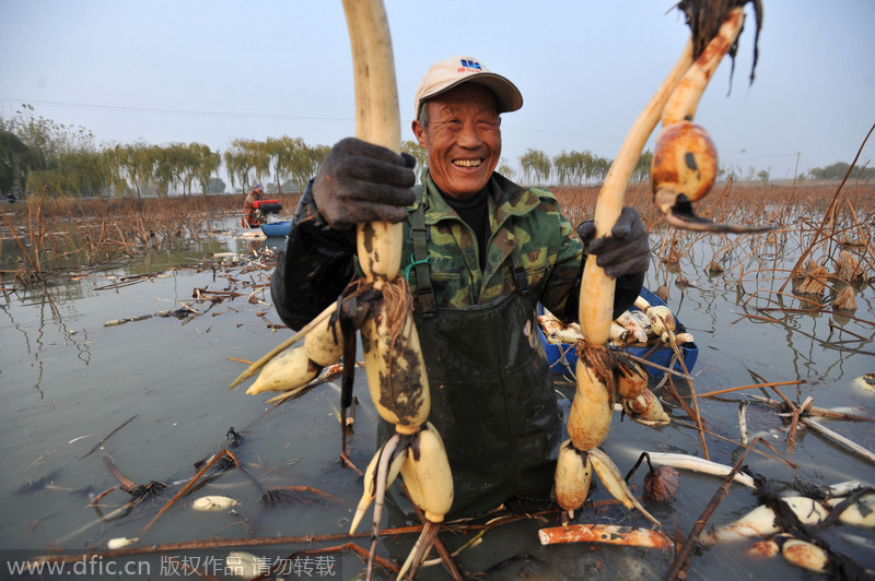 Qingdao grows lotus roots in fishpond