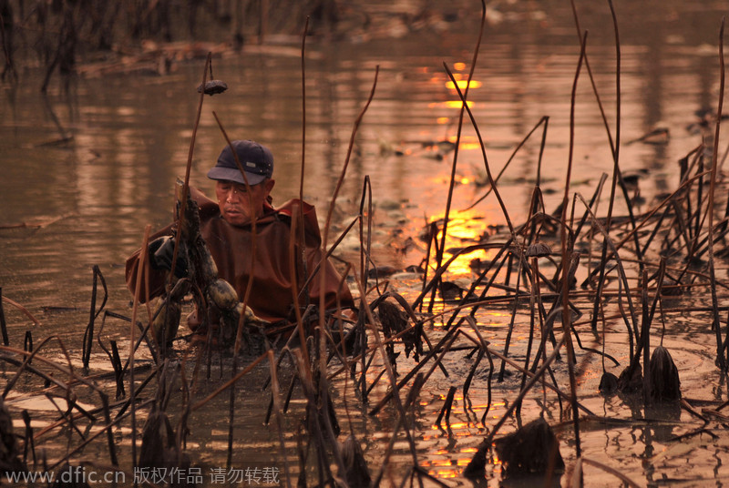 Qingdao grows lotus roots in fishpond