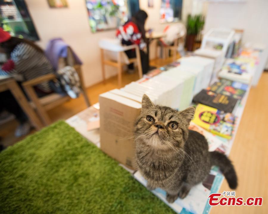 Reading with kitties