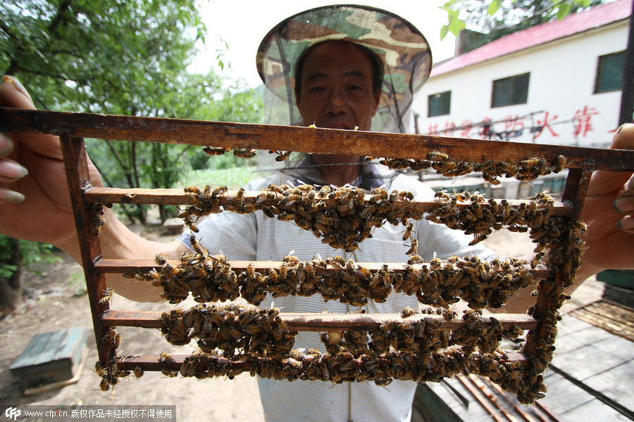 Hebei senior beekeeper's sweet day